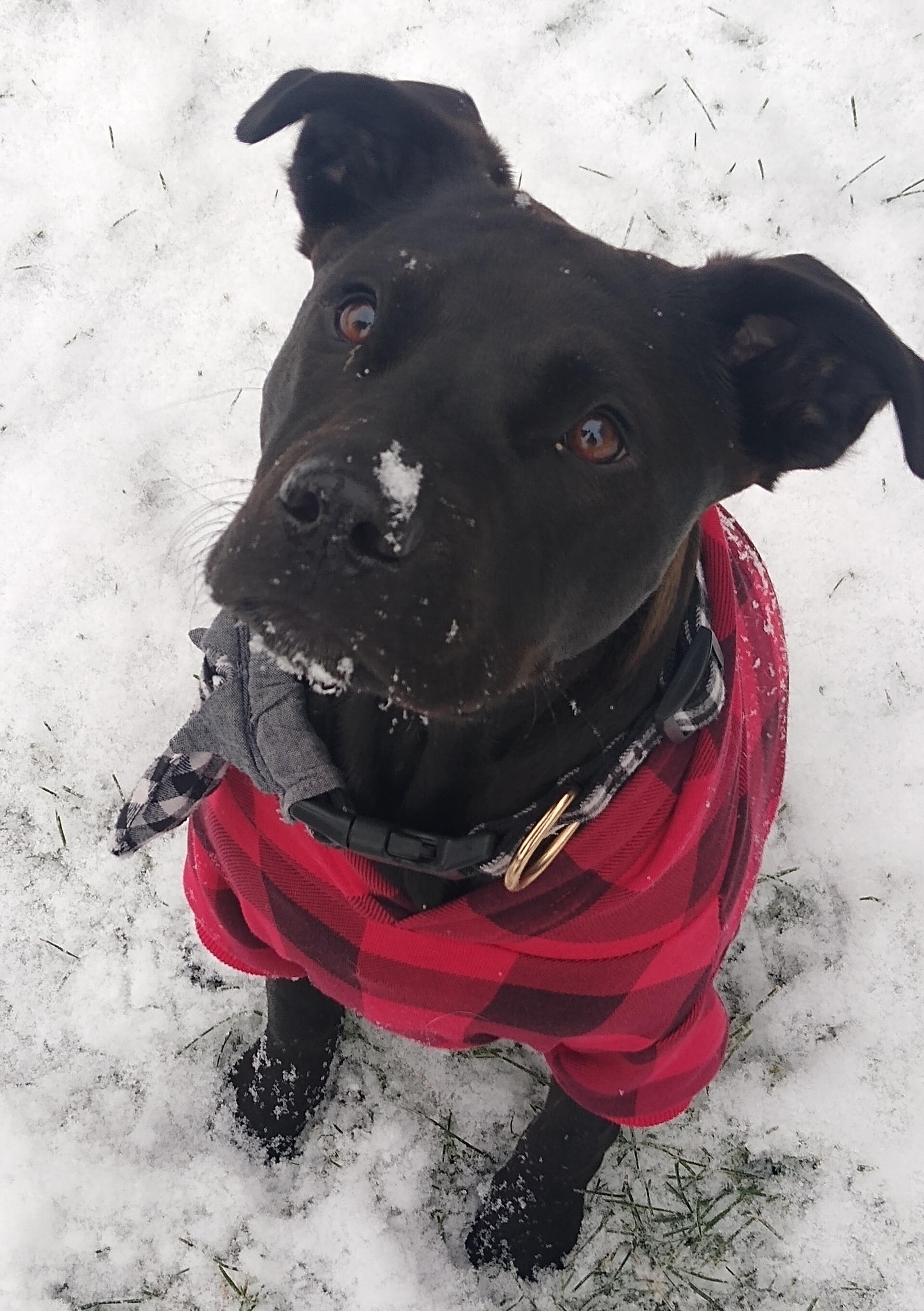 Snoop Dogg, Chief Trust Officer, black pitbull wearing a red and black plaid sweater sitting in snow.