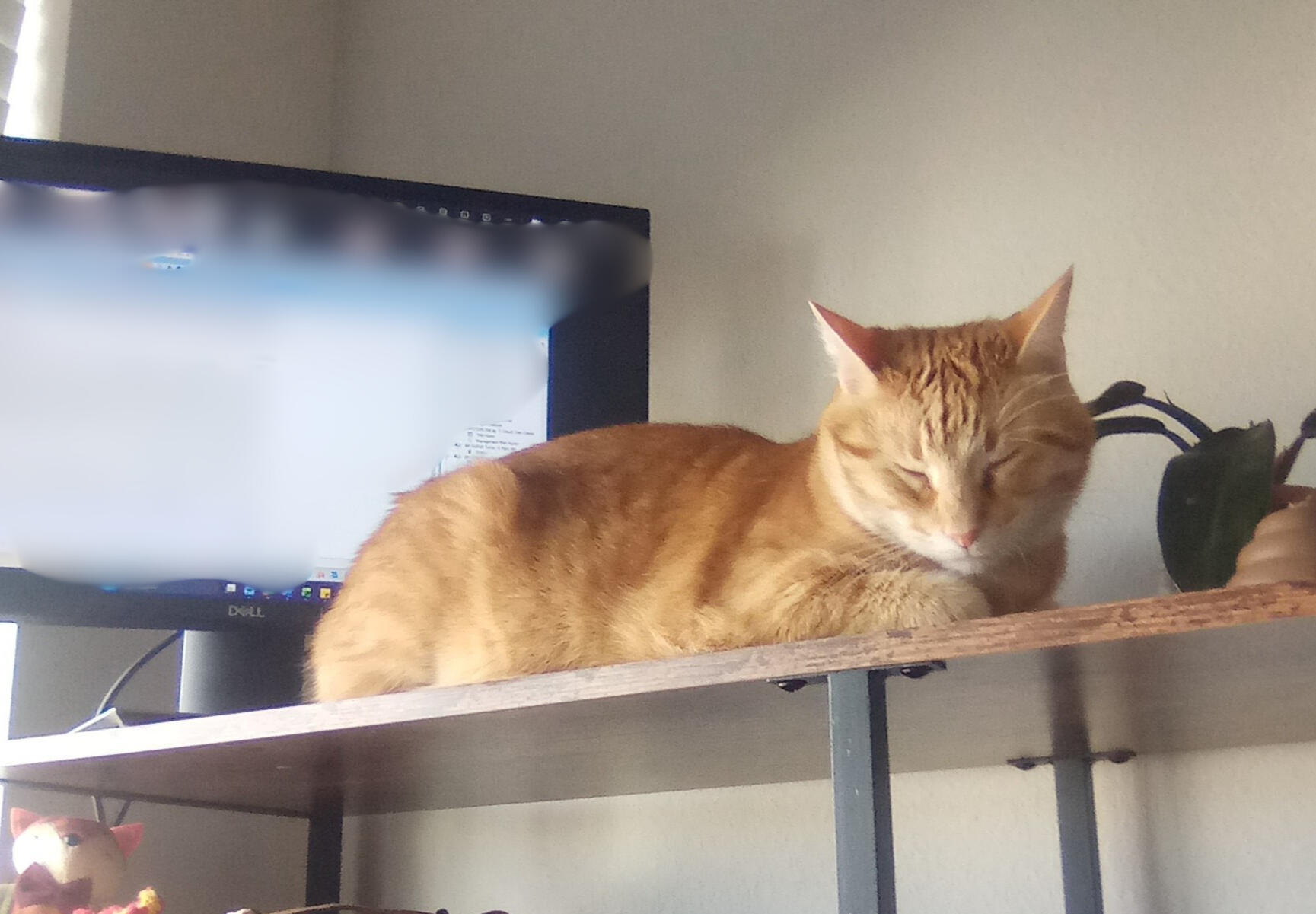 Chester, Chief Networking Officer, orange tabby cat sleeping atop a desk between a computer monitor and a desk plant.