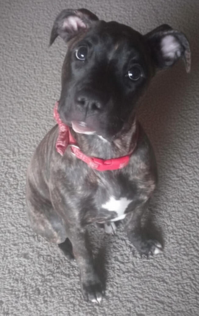 Tubzz, Chieftess of Warm Hugs, brindle boxer dog wearing a red collar with her head tilted in curiosity.
